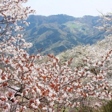 美の山桜