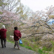 美の山桜