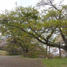 美の山桜