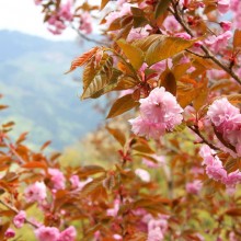 美の山桜