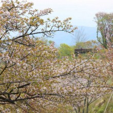 美の山桜