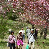 通り抜けの桜 01