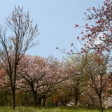 通り抜けの桜 02