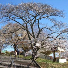 美の山・桜