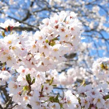 美の山・桜