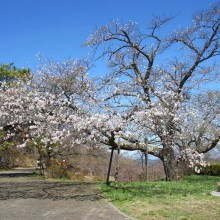 美の山・桜