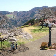 美の山・桜