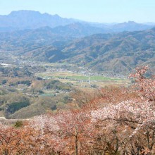 美の山・桜