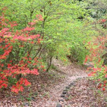 美の山ヤマツツジ