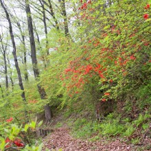 美の山ヤマツツジ