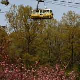 通り抜けの桜 05