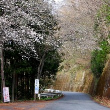 美の山桜・山麓