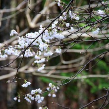 美の山桜・山麓