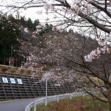 美の山桜・中腹