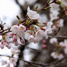 美の山桜・中腹