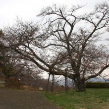 美の山桜・山頂