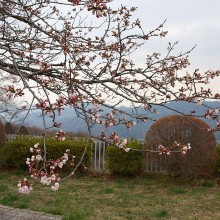 美の山桜・山頂