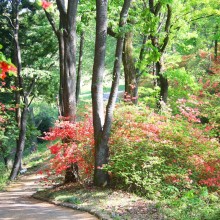 美の山ヤマツツジ