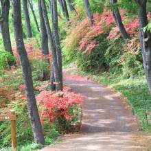 美の山ヤマツツジ