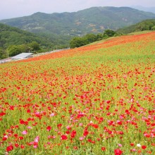 彩の国ふれあい牧場・天空を彩るポピー