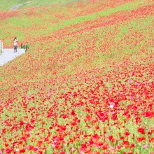 彩の国ふれあい牧場・天空を彩るポピー