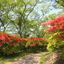 美の山ヤマツツジ