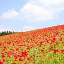 彩の国ふれあい牧場・天空を彩るポピー