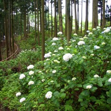 金沢浦山アジサイ