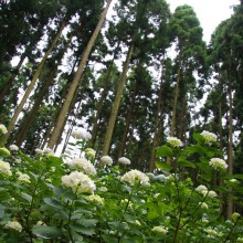 金沢浦山アジサイ