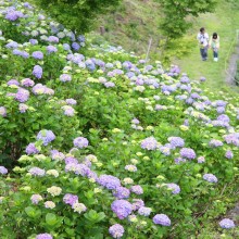 美の山アジサイ