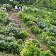 美の山アジサイ