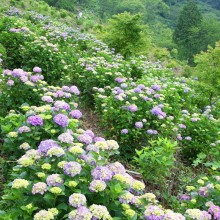 美の山アジサイ