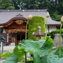 札所12番野坂寺花ハス