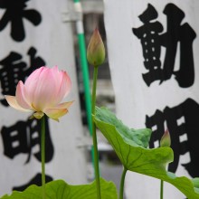 札所12番野坂寺花ハス