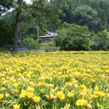 金沢出牛ヘメロカリス