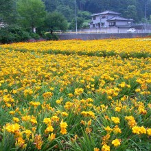 金沢出牛ヘメロカリス