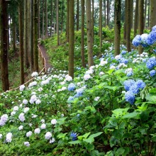 金沢浦山アジサイ