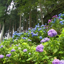 金沢浦山アジサイ