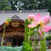 札所12番野坂寺 花ハス