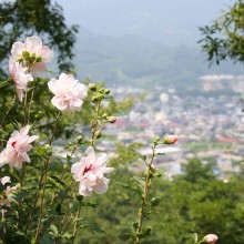 ムクゲ自然公園