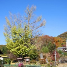 国神の大銀杏