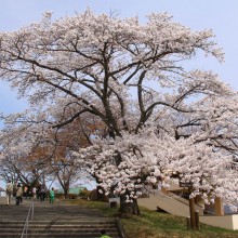 美の山・桜