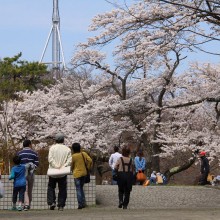 美の山・桜