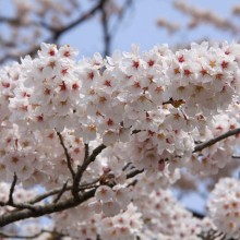 美の山・桜