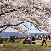 美の山・桜