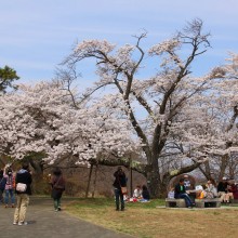 美の山・桜