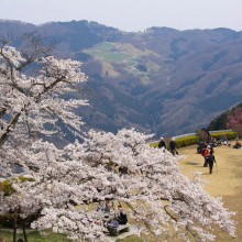 美の山・桜