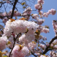 美の山（皆野町／秩父市）