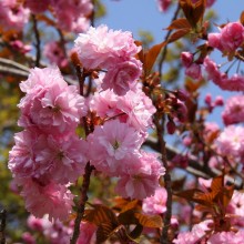 美の山（皆野町／秩父市）