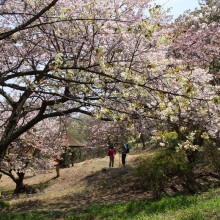 美の山（皆野町／秩父市）